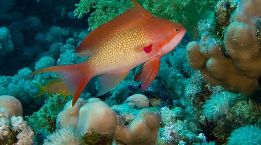 7 Days Cairo Alexandria & Sharm El Sheikh Tour Package