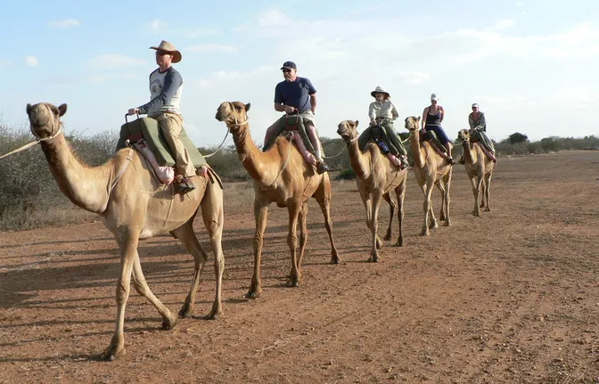 Camel Riding Tours in Sharm El Sheikh Desert Camel Riding Tours in Sharm El Sheikh Desert