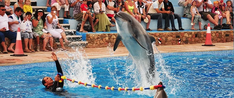 Dolphin Show Trip in Sharm El Sheikh