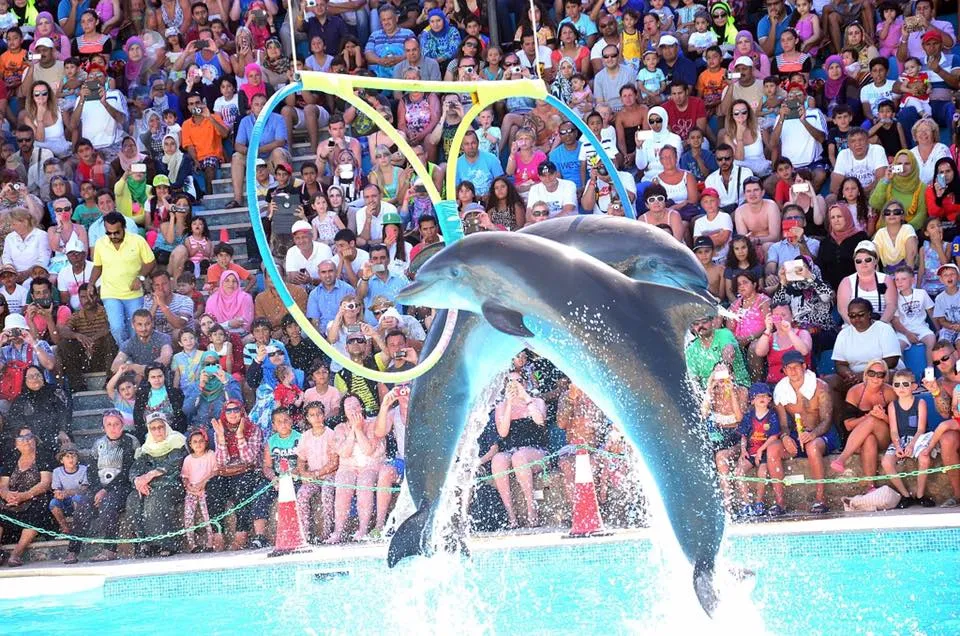 Dolphin Show Excursion in Hurghada