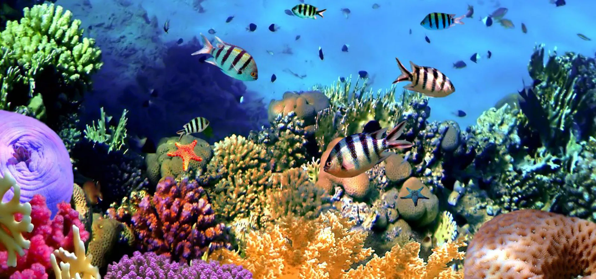 Red Sea Fish & Coral Reefs